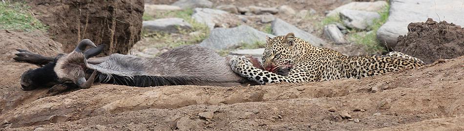 Leopard, Panthera pardus