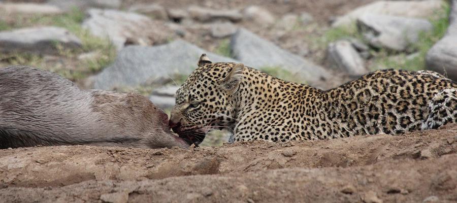 Leopard, Panthera pardus