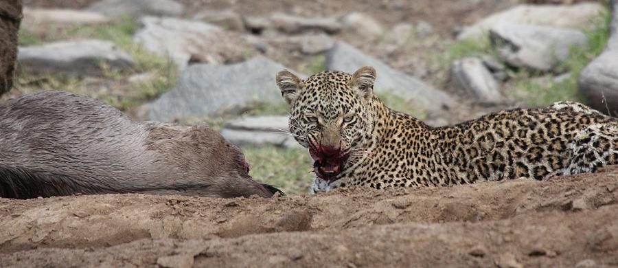 Leopard, Panthera pardus