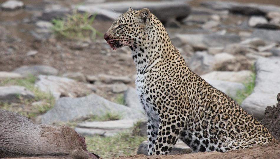 Leopard, Panthera pardus