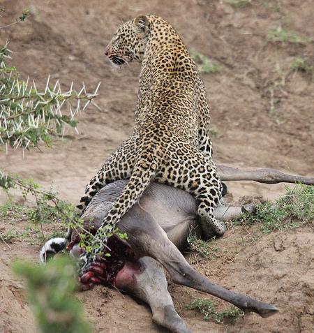 Leopard, Panthera pardus