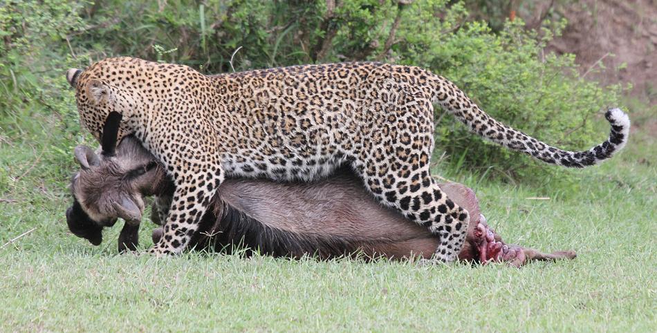 Leopard, Panthera pardus