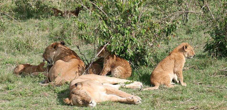 Rekero Löwenrudel, Masai Mara