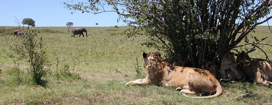 Rekero Löwenrudel, Masai Mara