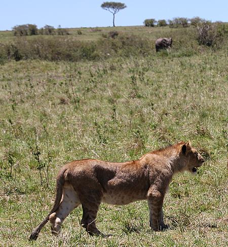 Rekero Löwenrudel, Masai Mara