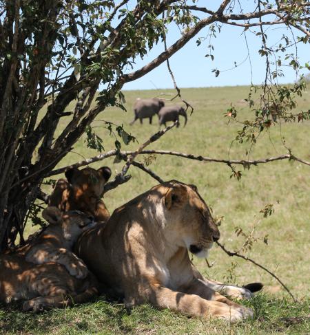 Rekero Löwenrudel, Masai Mara