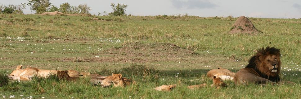 Rekero Löwenrudel, Masai Mara