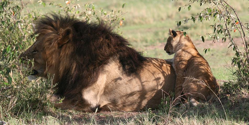 Rekero Löwenrudel, Masai Mara