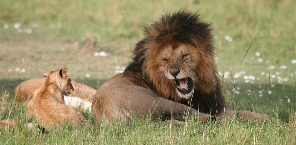 Rekero Löwenrudel, Masai Mara
