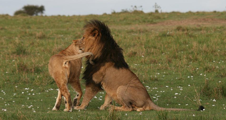 Rekero Löwenrudel, Masai Mara