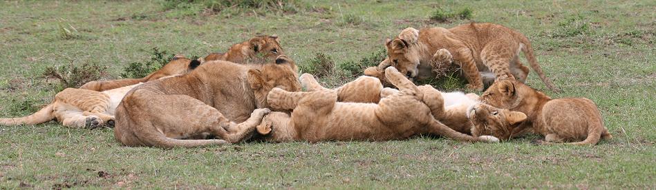 Rekero Löwenrudel, Masai Mara