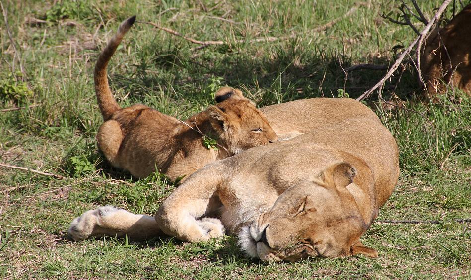 Rekero Löwenrudel, Masai Mara