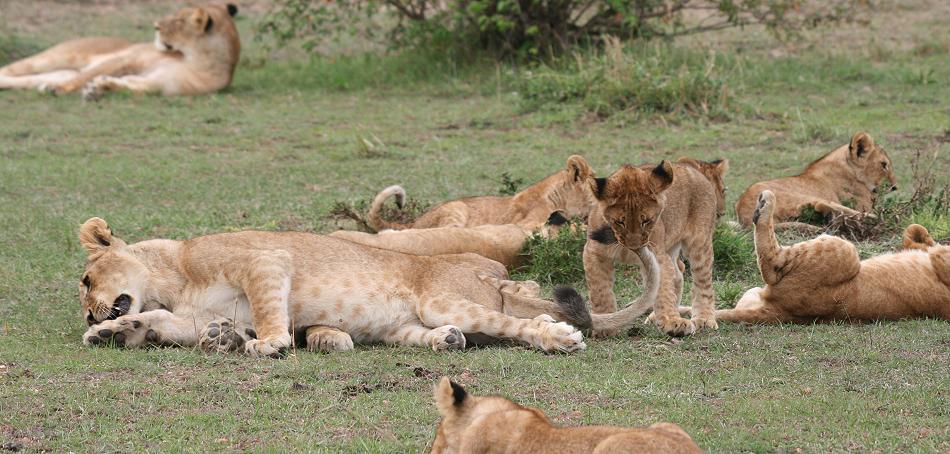 Rekero Löwenrudel, Masai Mara