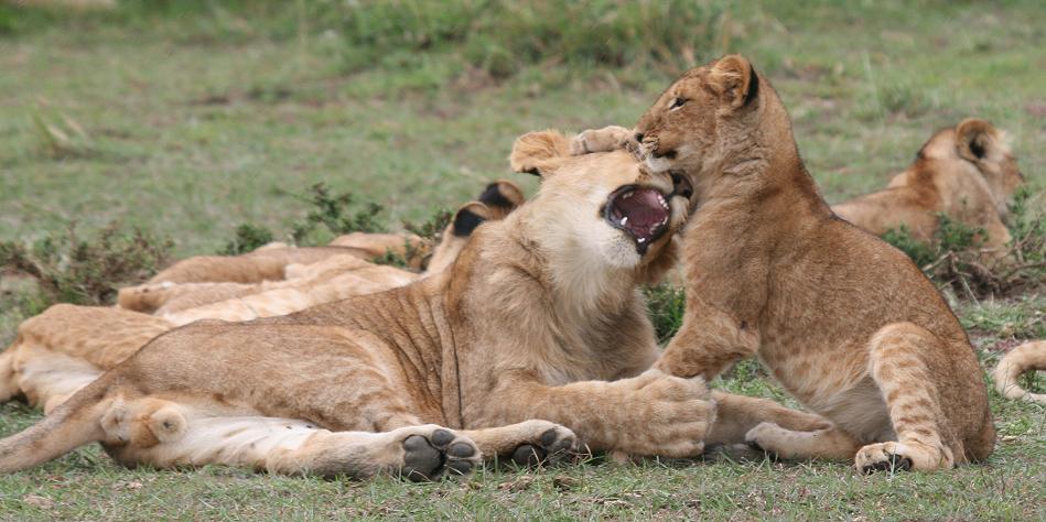 Rekero Löwenrudel, Masai Mara