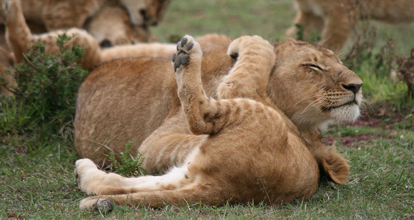 Rekero Löwenrudel, Masai Mara