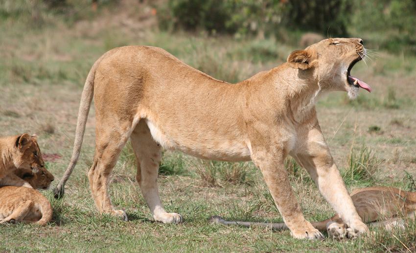 Rekero Löwenrudel, Masai Mara