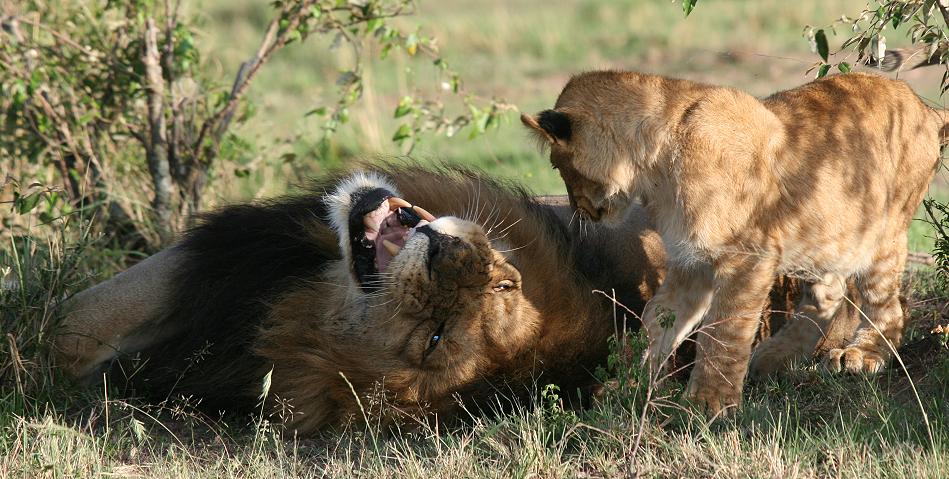 Rekero Löwenrudel, Masai Mara