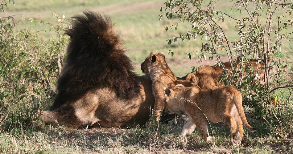 Rekero Löwenrudel, Masai Mara