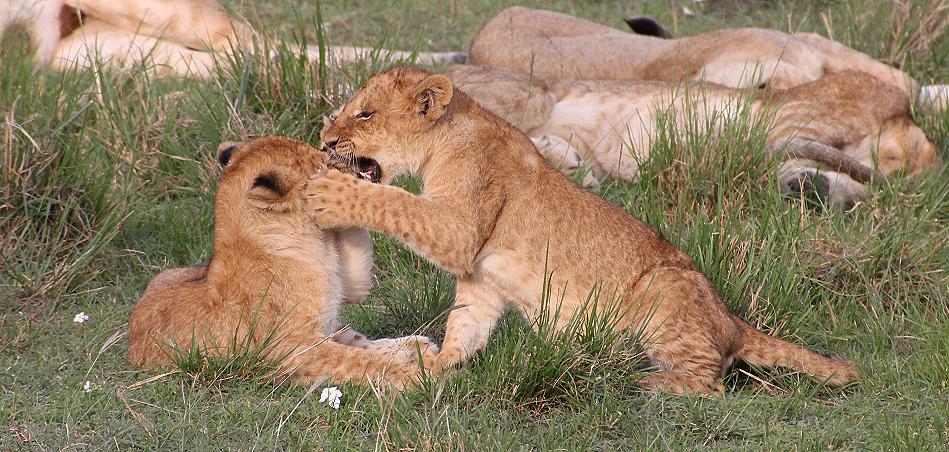 Rekero Löwenrudel, Masai Mara