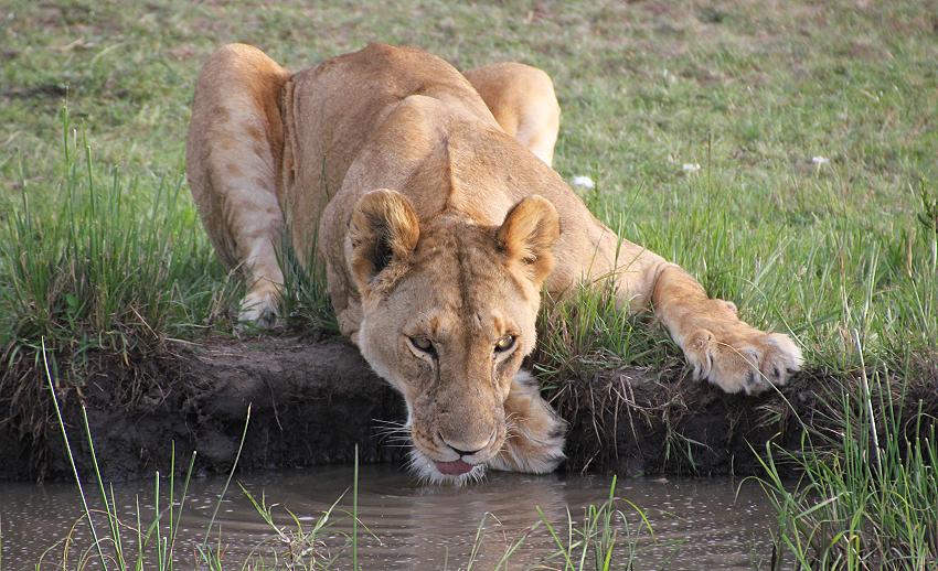 Rekero Löwenrudel, Masai Mara