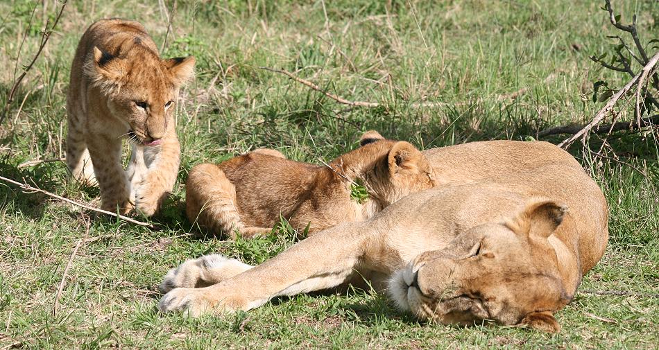 Rekero Löwenrudel, Masai Mara