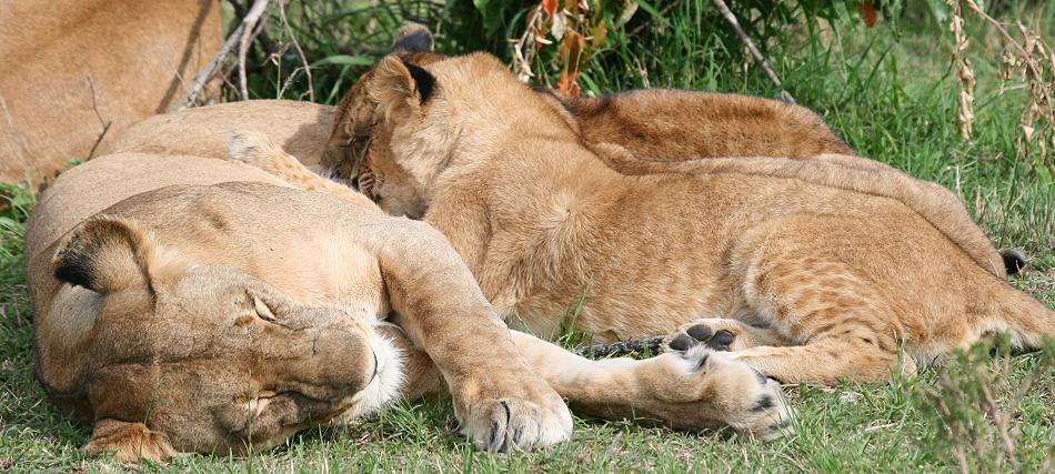 Rekero Löwenrudel, Masai Mara