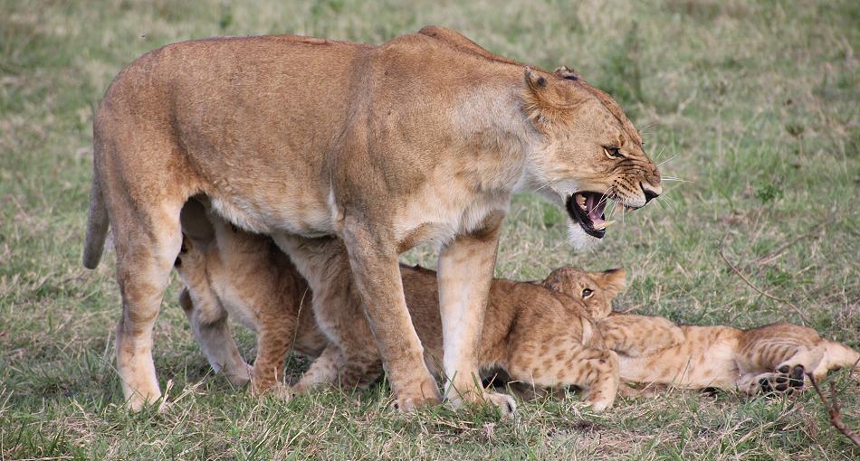Rekero Löwenrudel, Masai Mara