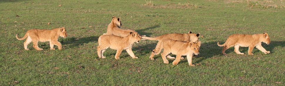 Rekero Löwenrudel, Masai Mara