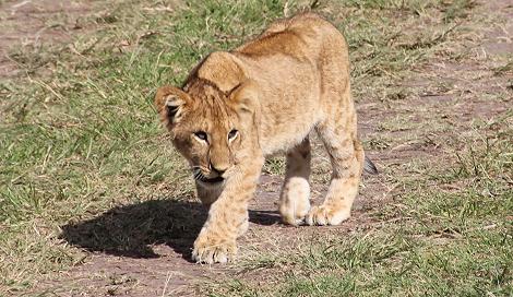 Rekero Löwenrudel, Masai Mara