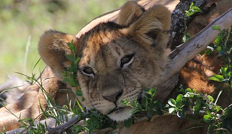 Rekero Löwenrudel, Masai Mara