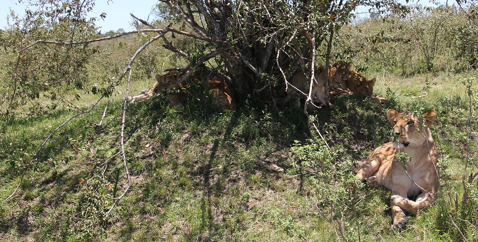 Rekero Löwenrudel, Masai Mara