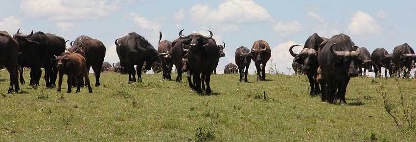 auf dem Weg in die Masai Mara