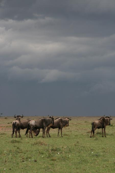 Gnus, Masai Mara