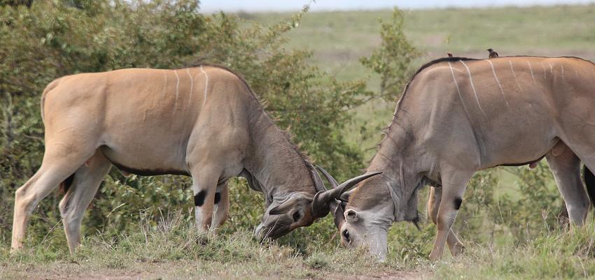 Eland Antilope, Masai Mara