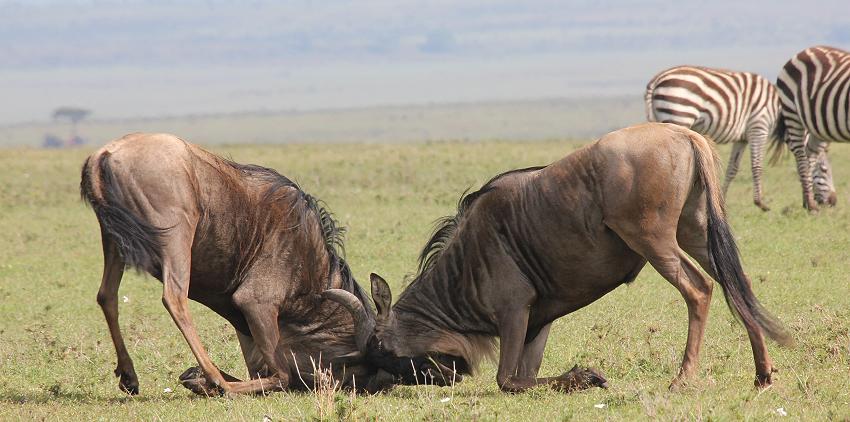 Gnus, Masai Mara