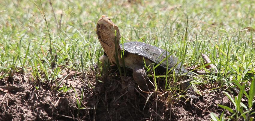 Sumpfschildkröte, Masai Mara