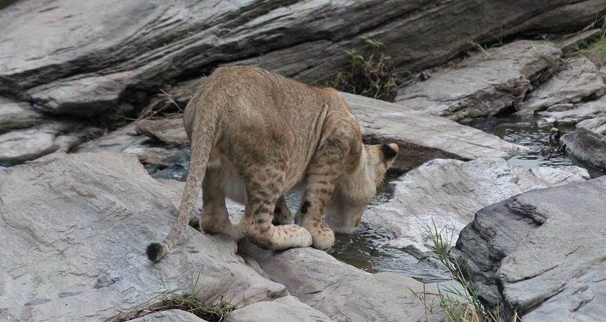Löwen, Masai Mara