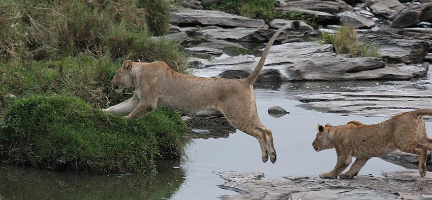 Löwen, Masai Mara