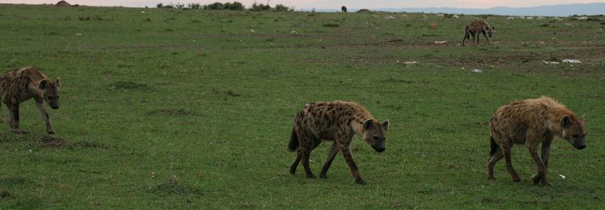 Hyänen, Masai Mara