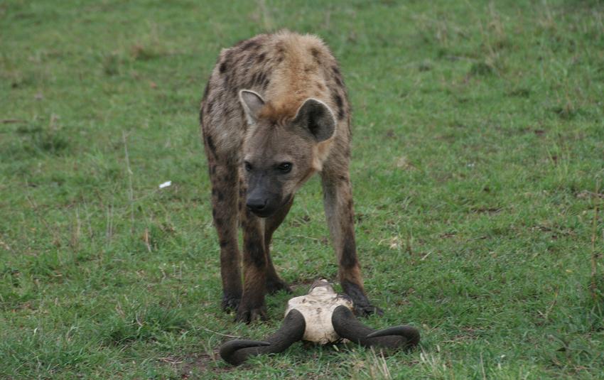 Hyänen, Masai Mara