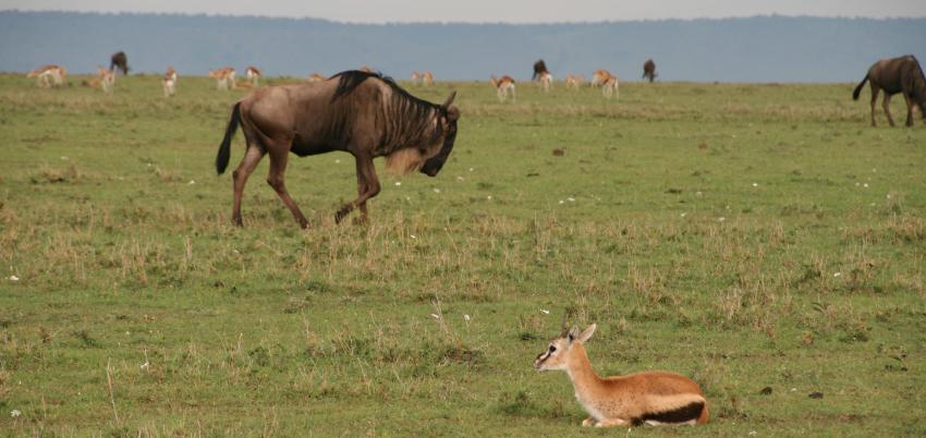 Großwild, Masai Mara