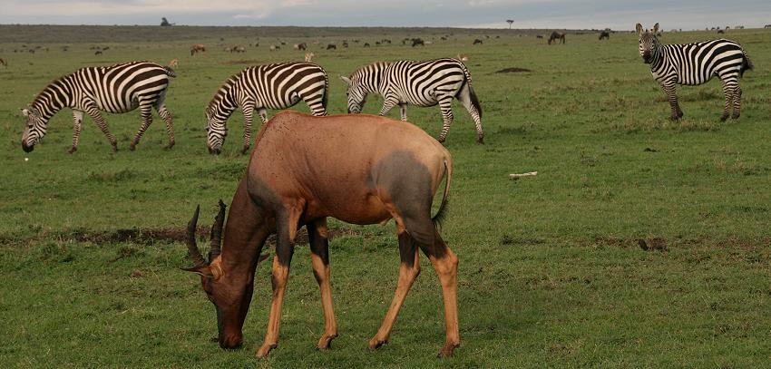 Großwild, Masai Mara
