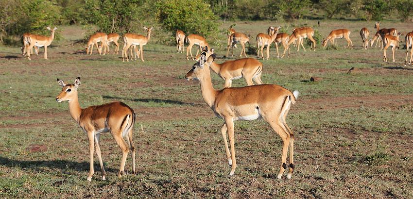 Impalas, Masai Mara