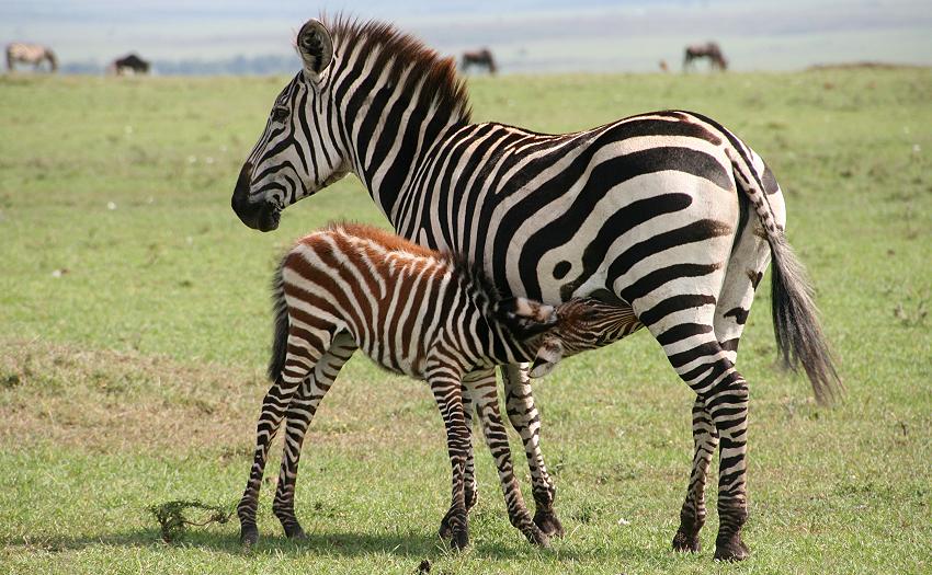 Zebra, Masai Mara