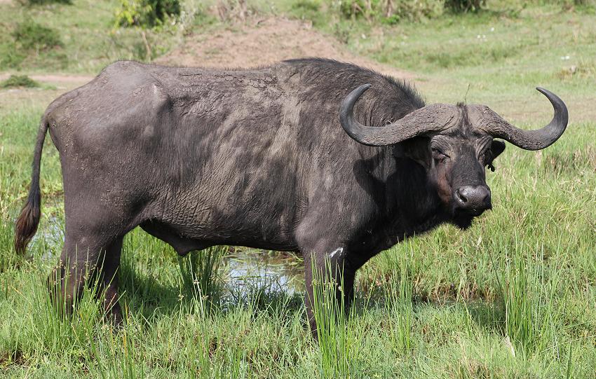 Kaffernbüffel, Masai Mara