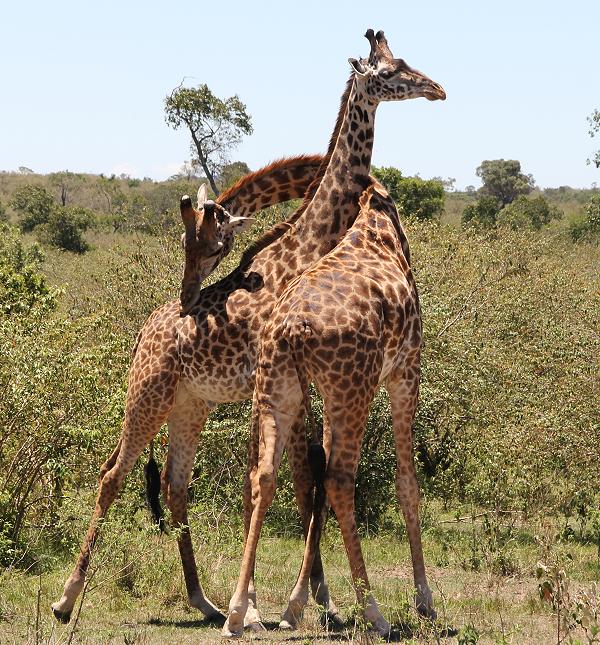 Masai Giraffen, Masai Mara