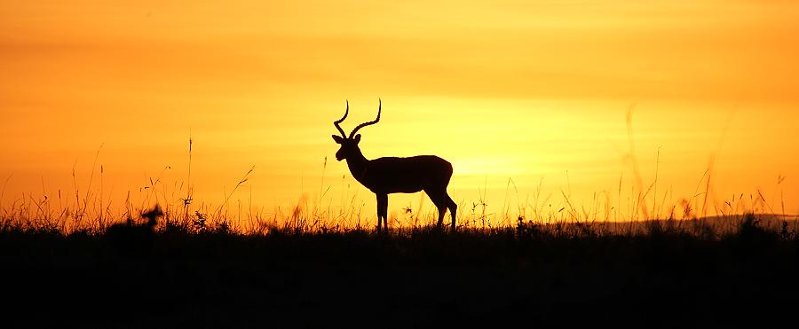 Impala