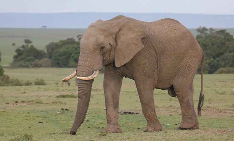 Elefant