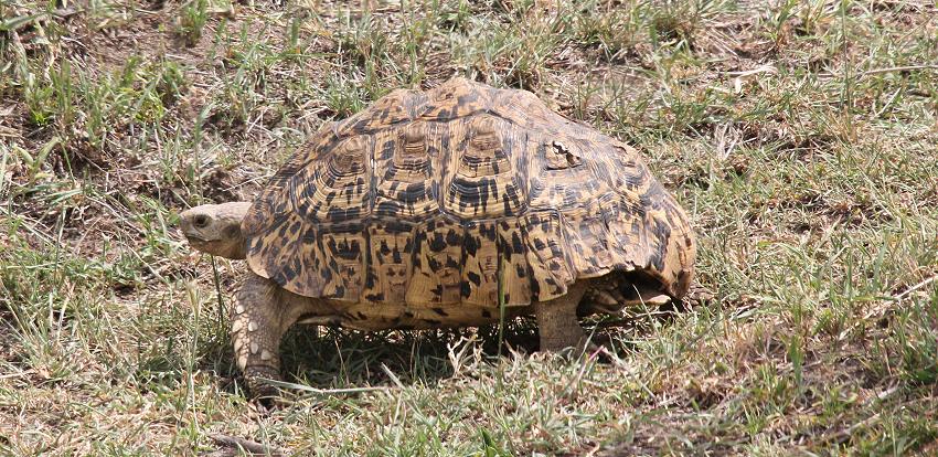 Leopardschildkröte trifft Löwen