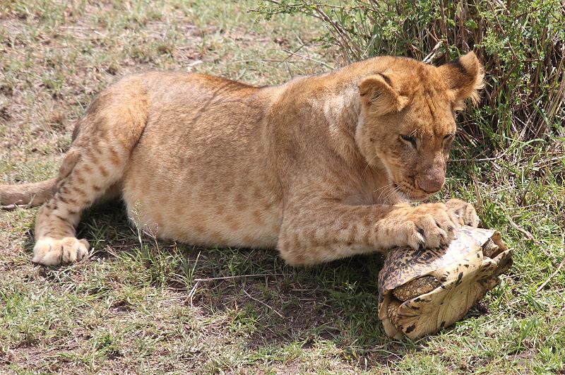 Leopardschildkröte trifft Löwen